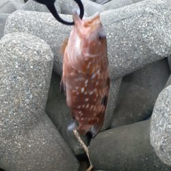 早朝ガシリング