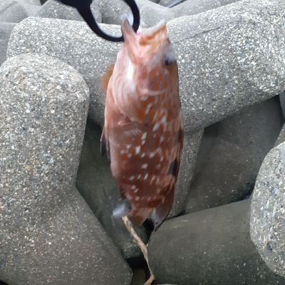 早朝ガシリング