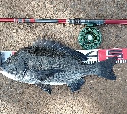 イガイやフジツボでも釣れました