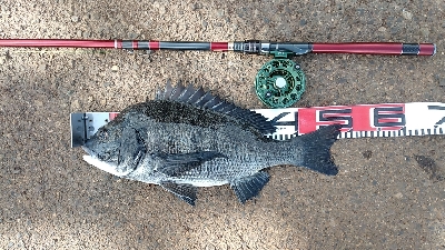 イガイやフジツボでも釣れました