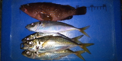 ゆうまづめショアジギでアコウ