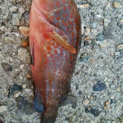 キジハタ2匹、カサゴ1匹！小アジ