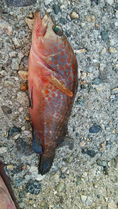 キジハタ2匹、カサゴ1匹！小アジ