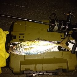 ここは休日は釣り堀状態ですね。