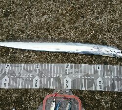 介護の合間にショアジギ＆投げ釣り