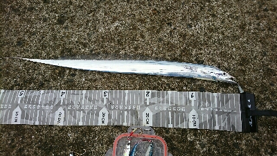 介護の合間にショアジギ＆投げ釣り