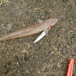 源一郎の鱗付けしたくて…超満員のマリーナ(*_*)