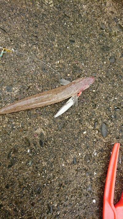 源一郎の鱗付けしたくて…超満員のマリーナ(*_*)