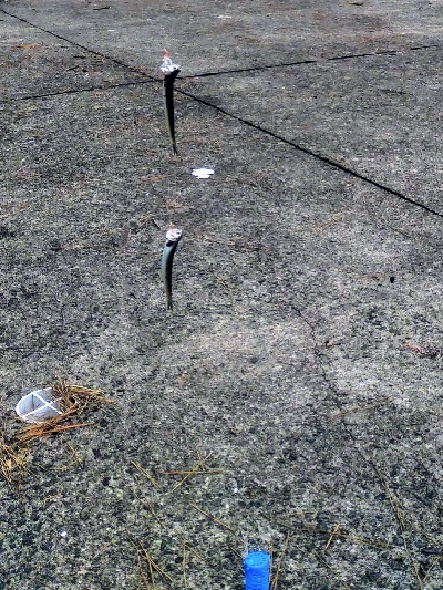 ファミリーフィッシング