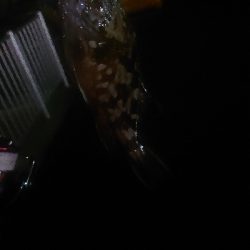 アジが居ない～