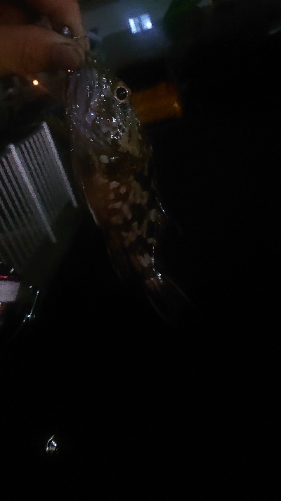 アジが居ない～