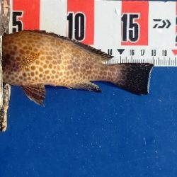 オオモンハタ祭り