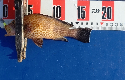 オオモンハタ祭り