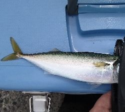 ショアジギ&エギング