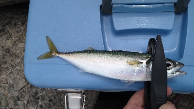 ショアジギ＆エギング