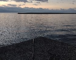 ベタ凪でヒラスズキ