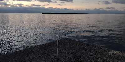 ベタ凪でヒラスズキ