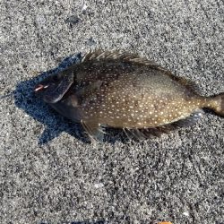 アイゴが釣れました。