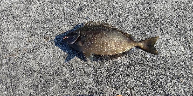 アイゴが釣れました。