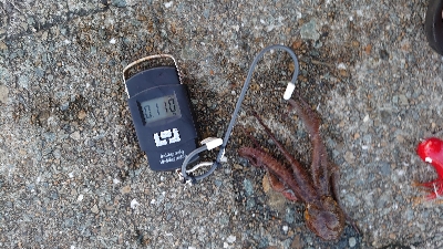 仕事終わりのタコ釣り