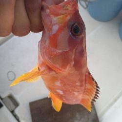 SLＪ＆鯛ラバで6種目ゲット