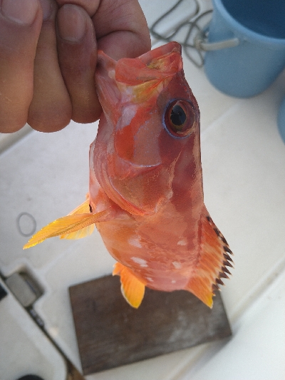 SLＪ＆鯛ラバで6種目ゲット