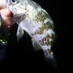 まだ釣れてます。