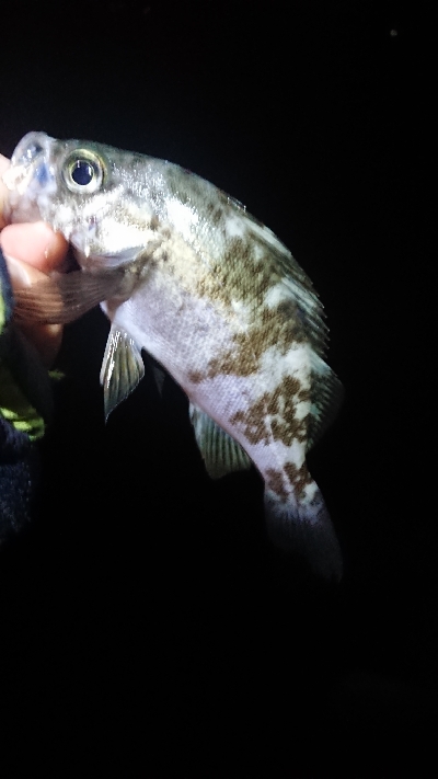 まだ釣れてます。