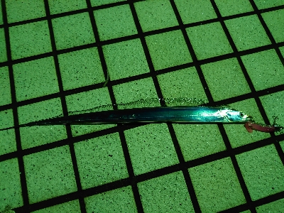 何か釣れないかな釣行