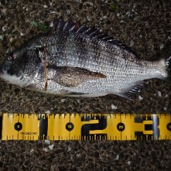 シーバス狙いが…