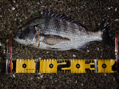 シーバス狙いが…