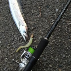 真っ昼間にも回遊有り