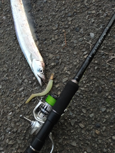 真っ昼間にも回遊有り