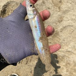 久々にサーフとショアから初マゴチ