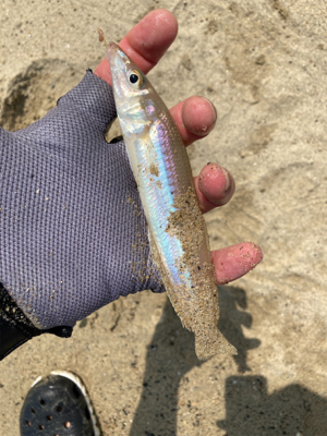 久々にサーフとショアから初マゴチ