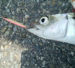 『釣りデビュー(´▽`)』213