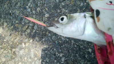 『釣りデビュー(´▽`)』213