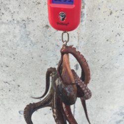 HC蛸散歩。何とか3杯。。