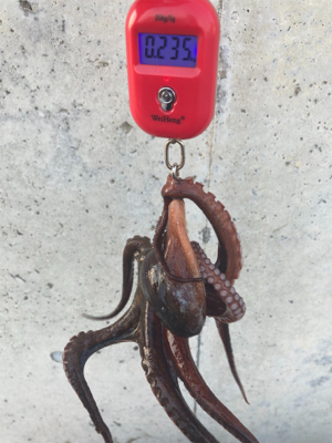 HC蛸散歩。何とか3杯。。