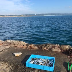アジ釣れてます