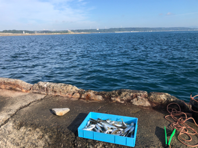 アジ釣れてます