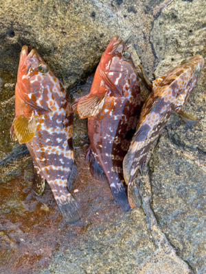 太刀魚　アコウ