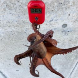 狩れるだけ狩るべくHC蛸散歩。4杯。。