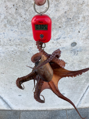 狩れるだけ狩るべくHC蛸散歩。4杯。。