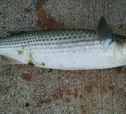 『釣りデビュー(^^)』214