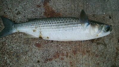 『釣りデビュー(^^)』214