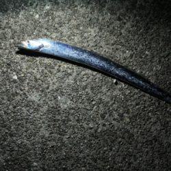 アジングのつもりが