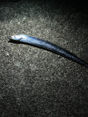 アジングのつもりが