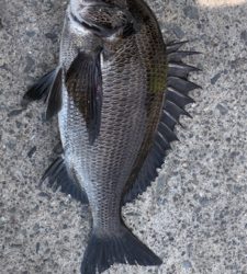 初めてだんご釣り
