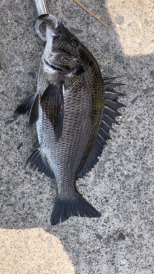 初めてだんご釣り